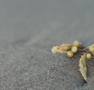 Photo of a small piece of kelp in the sand, a figure can be seen blurred in the distance