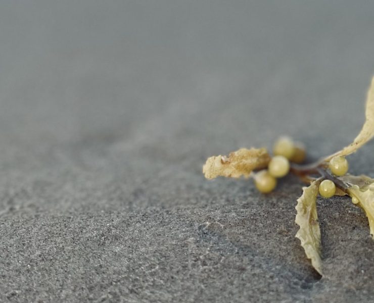 Photo of a small piece of kelp in the sand, a figure can be seen blurred in the distance