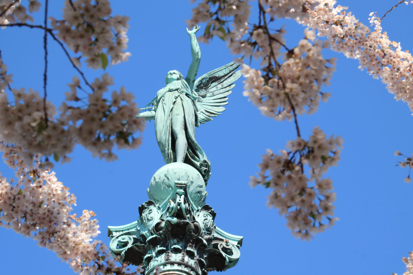 Photo of a green angel statue as seen from below pink cherry blossom branches