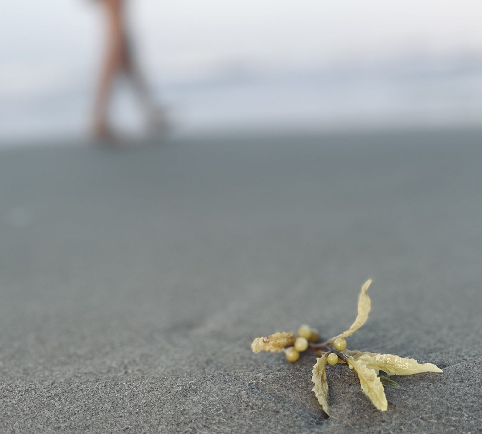 Photo of a small piece of kelp in the sand, a figure can be seen blurred in the distance