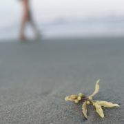 Photo of a small piece of kelp in the sand, a figure can be seen blurred in the distance