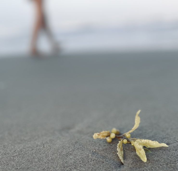 Photo of a small piece of kelp in the sand, a figure can be seen blurred in the distance