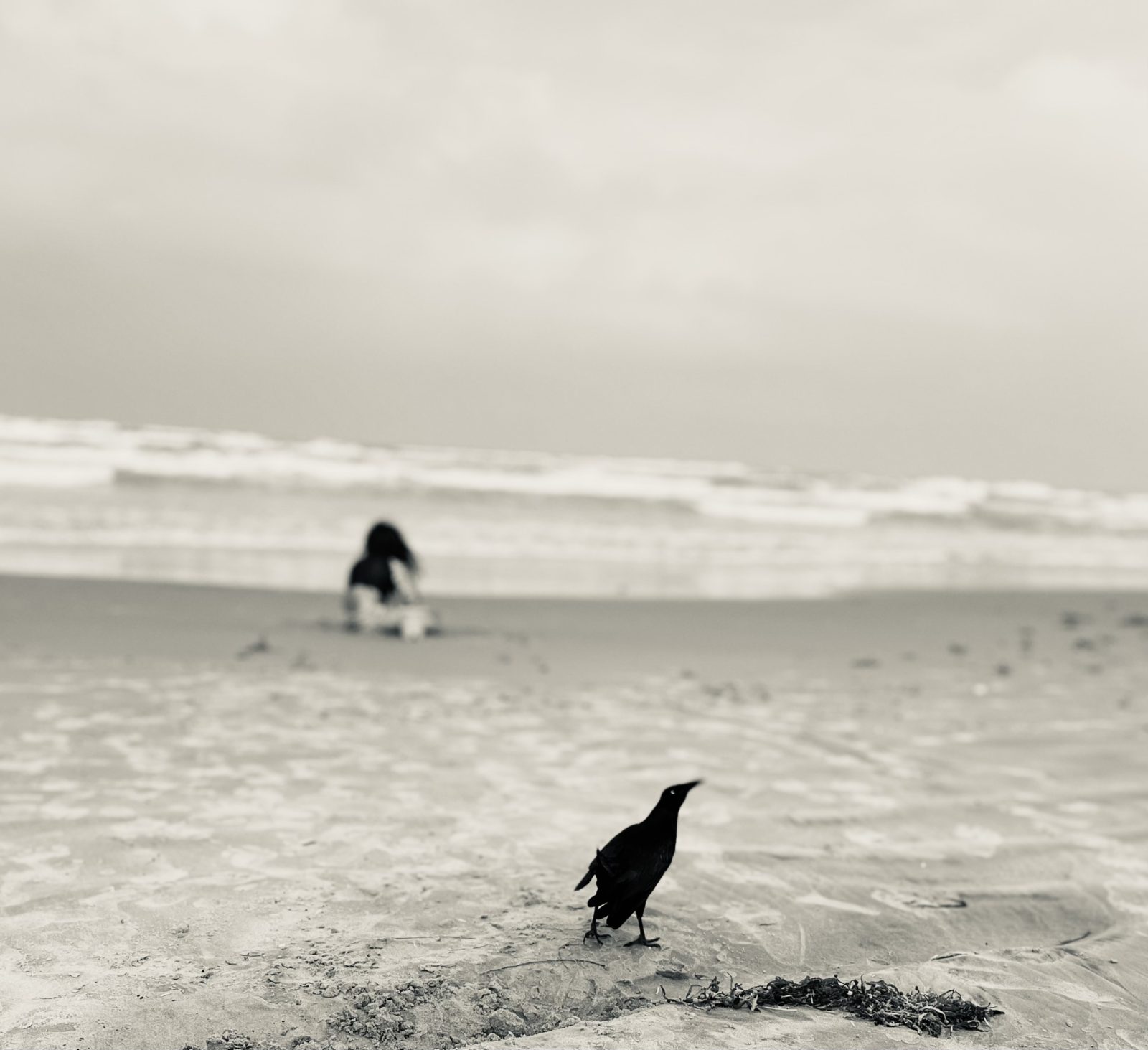 Black and white photo of a black seabird in the sand