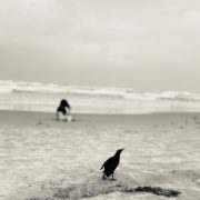 Black and white photo of a black seabird in the sand