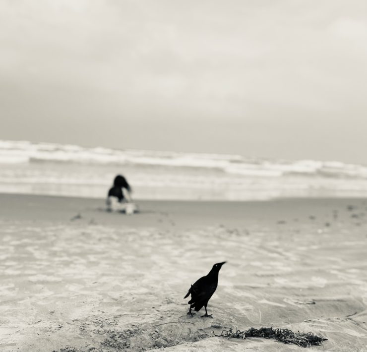 Black and white photo of a black seabird in the sand