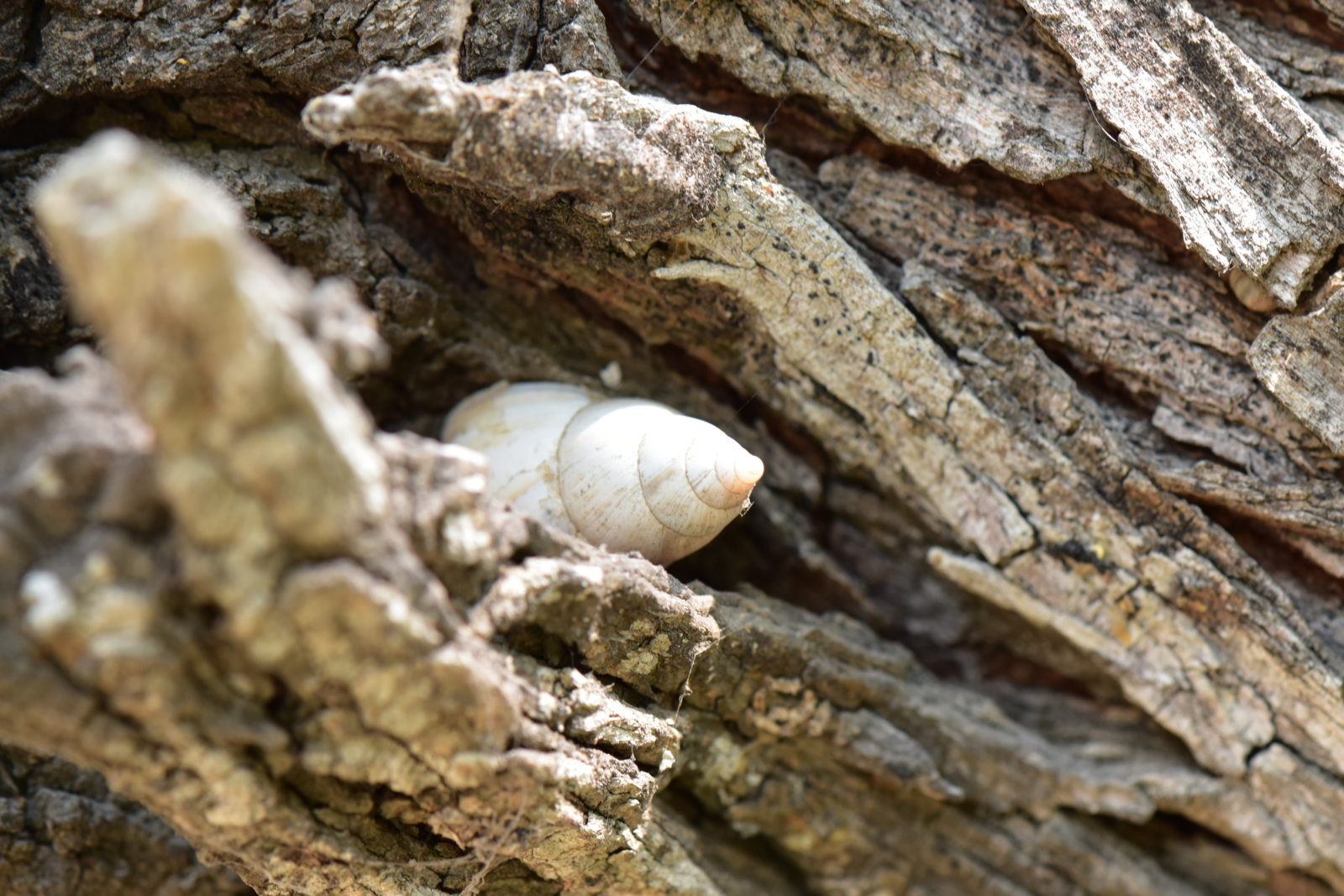 Photo of a sea snail nestled in a piece of driftwood