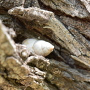 Photo of a sea snail nestled in a piece of driftwood