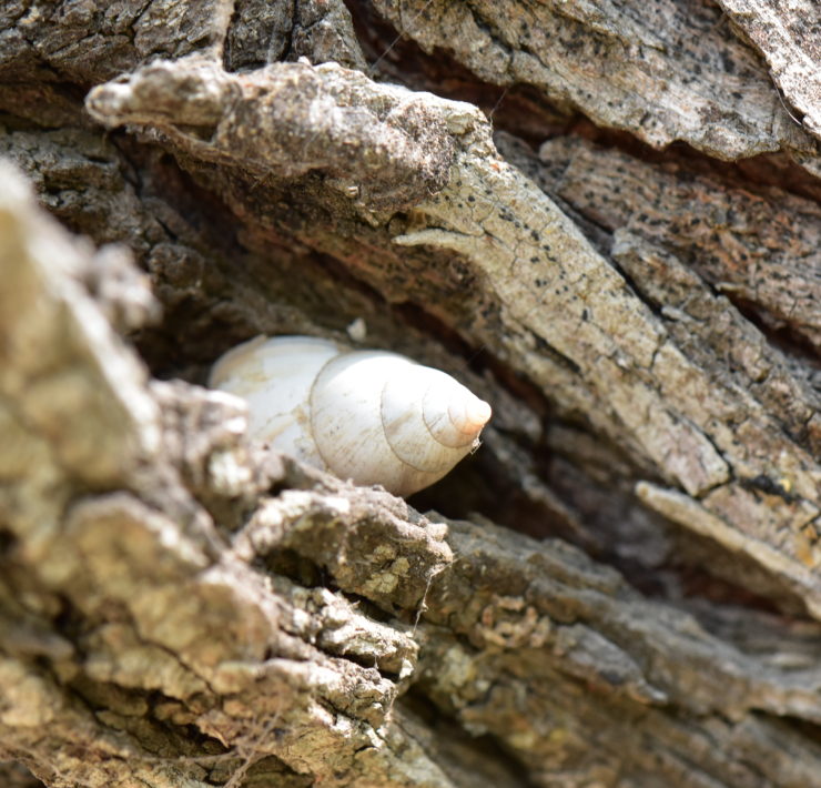 Photo of a sea snail nestled in a piece of driftwood