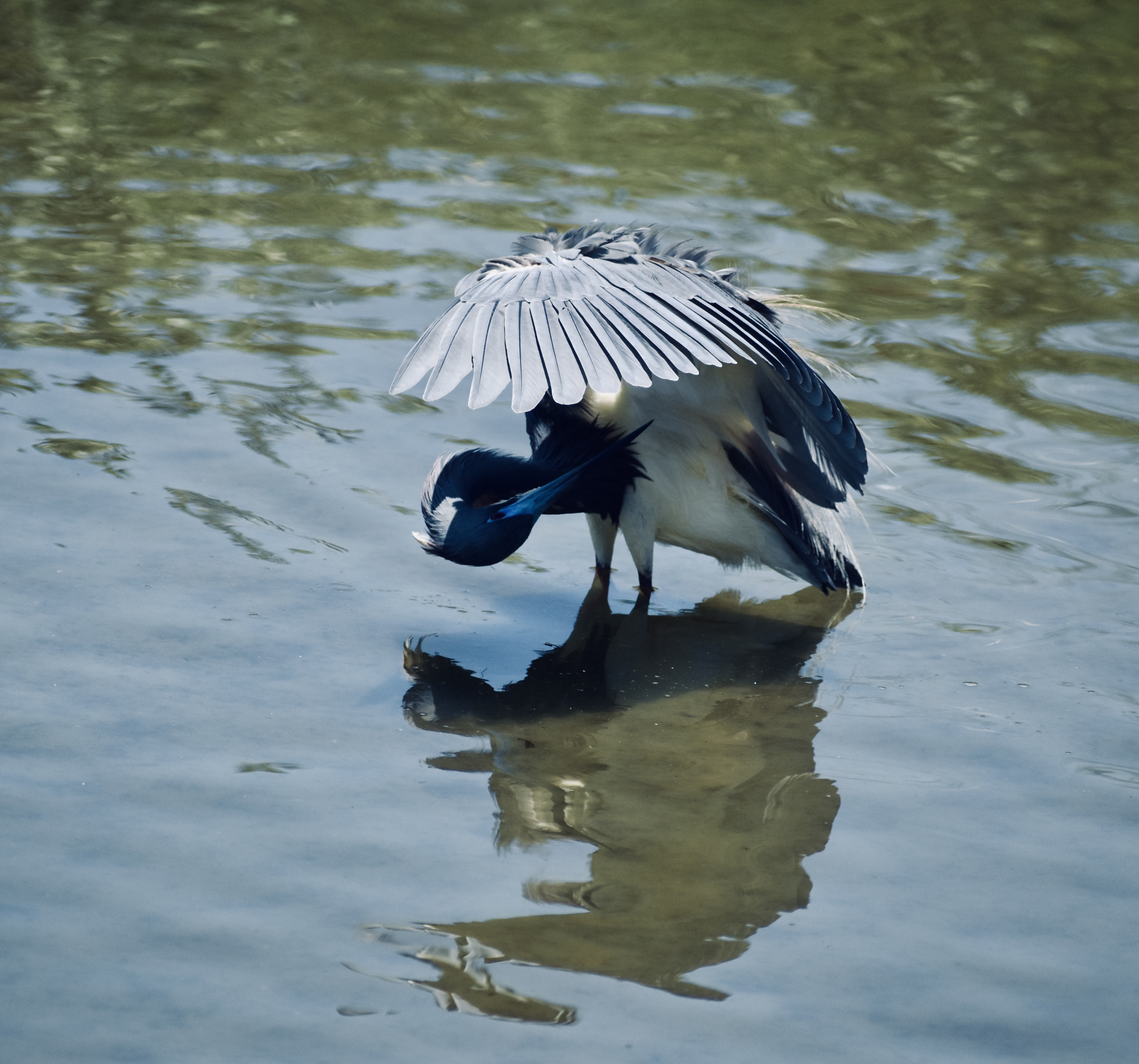 Photo of a sea bird in the water