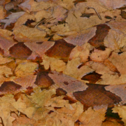 Painting of a copperhead snake camouflaged among brown leaves