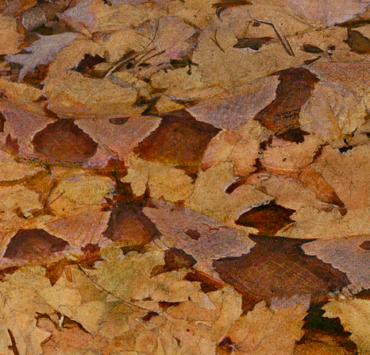 Painting of a copperhead snake camouflaged among brown leaves