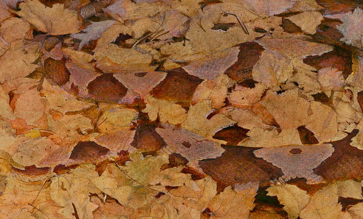 Painting of a copperhead snake camouflaged among brown leaves