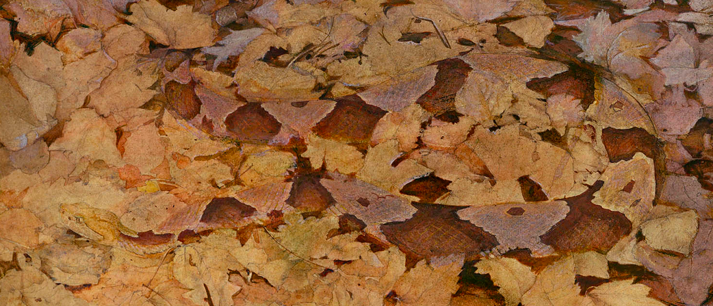 Painting of a copperhead snake camouflaged among brown leaves