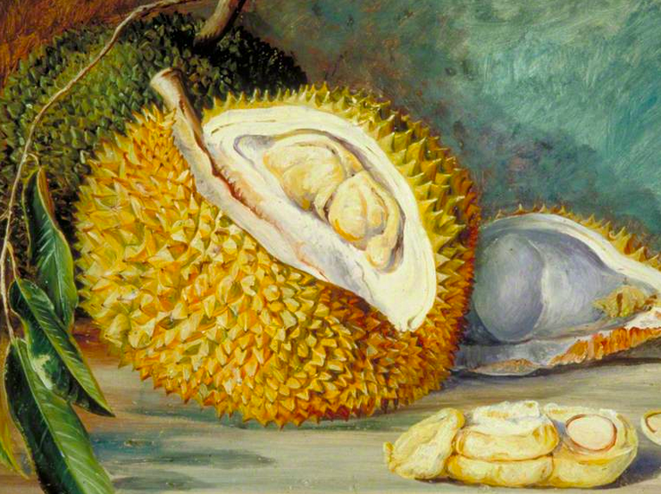 Painting of a durian fruit with a slice cut from it