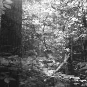 Black and white photo of a sunlit forest canopy