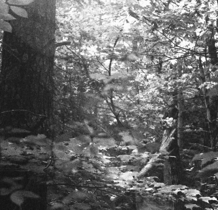 Black and white photo of a sunlit forest canopy