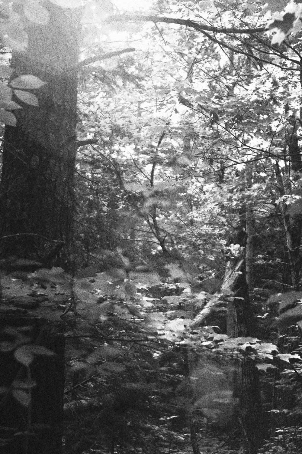 Black and white photo of a sunlit forest canopy