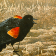 painting of a red-winged blackbird perched on a fencepost