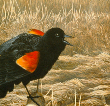 painting of a red-winged blackbird perched on a fencepost