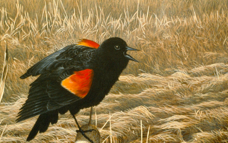 painting of a red-winged blackbird perched on a fencepost