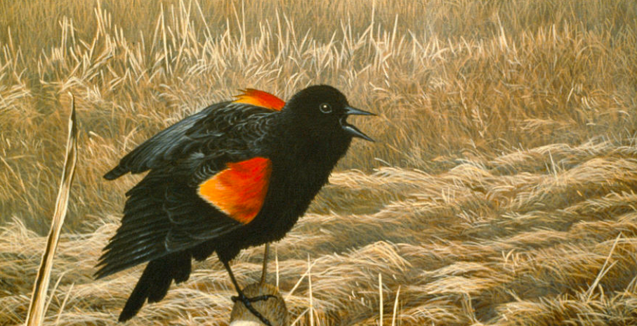 painting of a red-winged blackbird perched on a fencepost