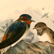 Illustration of two swallows