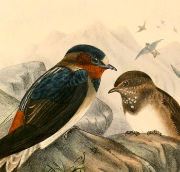Illustration of two swallows
