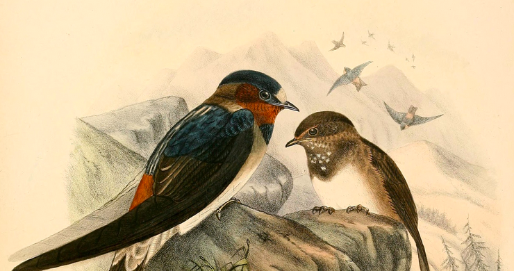 Illustration of two swallows