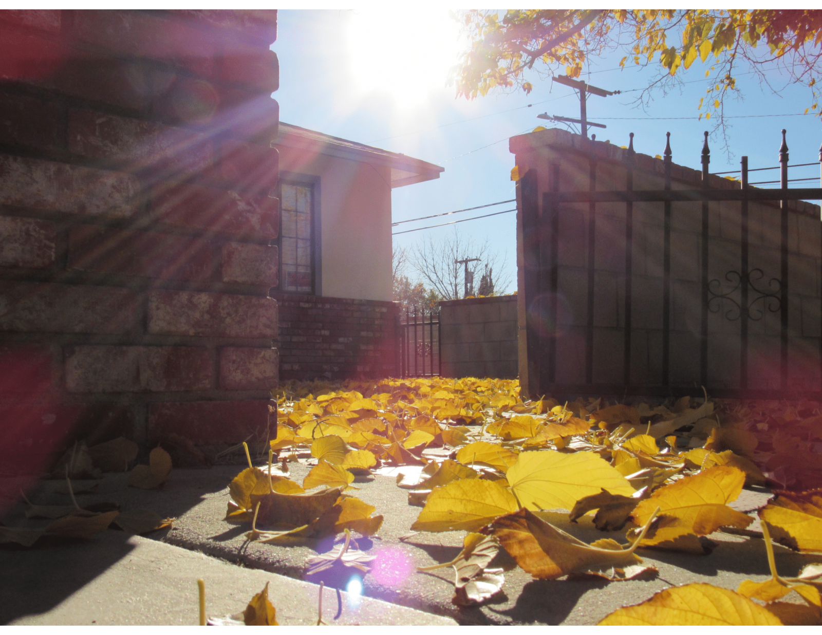 Photograph taken from a low angle of a sidewalk covered in yellow leaves, the late afternoon sun is hitting them and in the background a brick wall surrounds a small white house