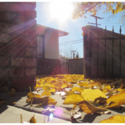 Photograph taken from a low angle of a sidewalk covered in yellow leaves, the late afternoon sun is hitting them and in the background a brick wall surrounds a small white house