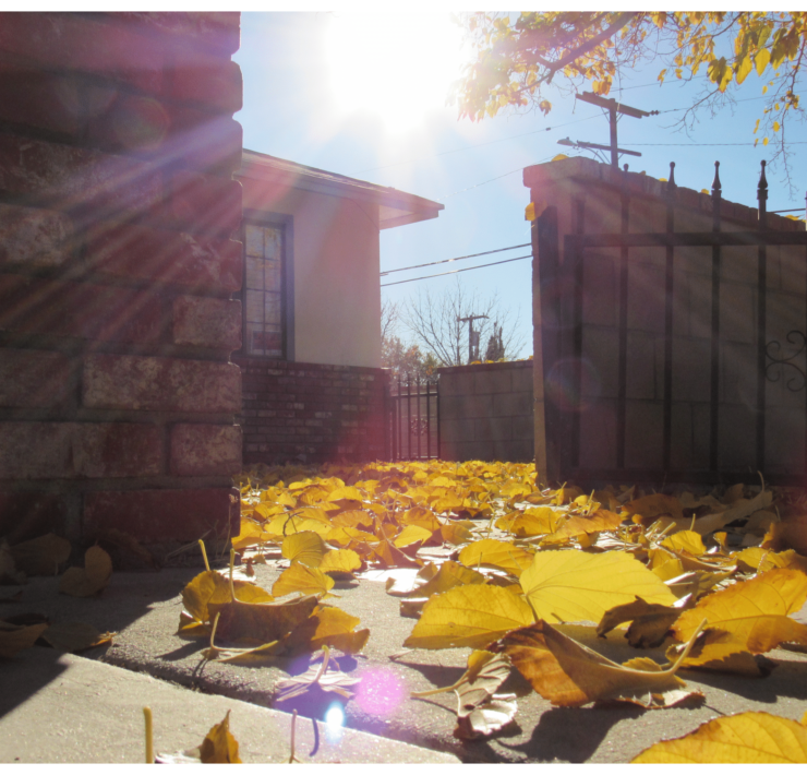 Photograph taken from a low angle of a sidewalk covered in yellow leaves, the late afternoon sun is hitting them and in the background a brick wall surrounds a small white house