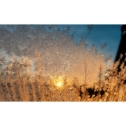 Photograph of a frosted window, the ice crystals are golden illuminated by the sun
