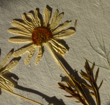Photograph of two pressed daisies