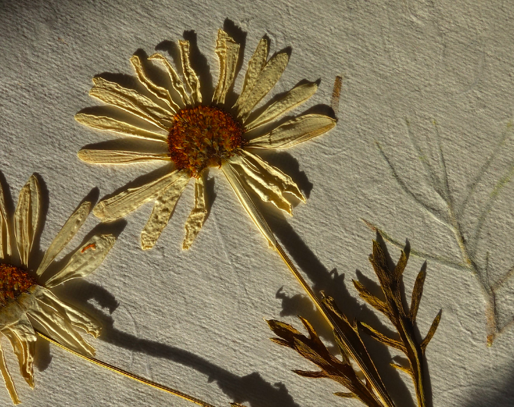 Photograph of two pressed daisies