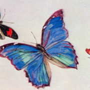 From the Notebooks Mourning for Butterflies