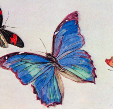 From the Notebooks Mourning for Butterflies