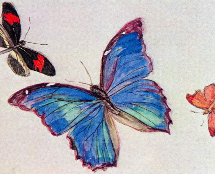 From the Notebooks Mourning for Butterflies