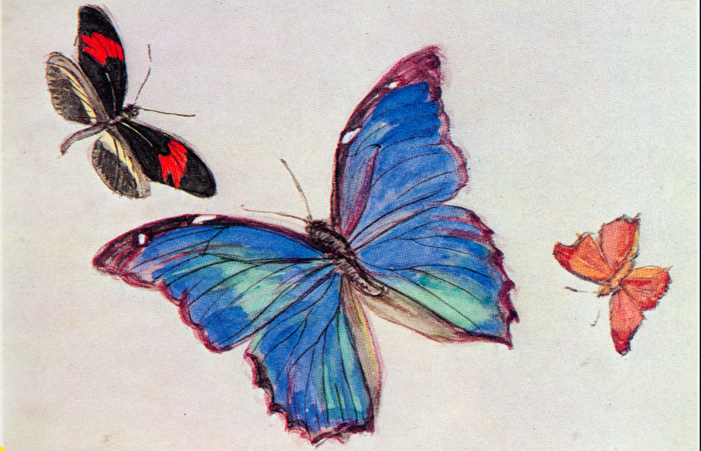 From the Notebooks Mourning for Butterflies