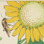 Grasshopper & Sunflower