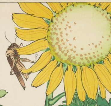 Grasshopper & Sunflower
