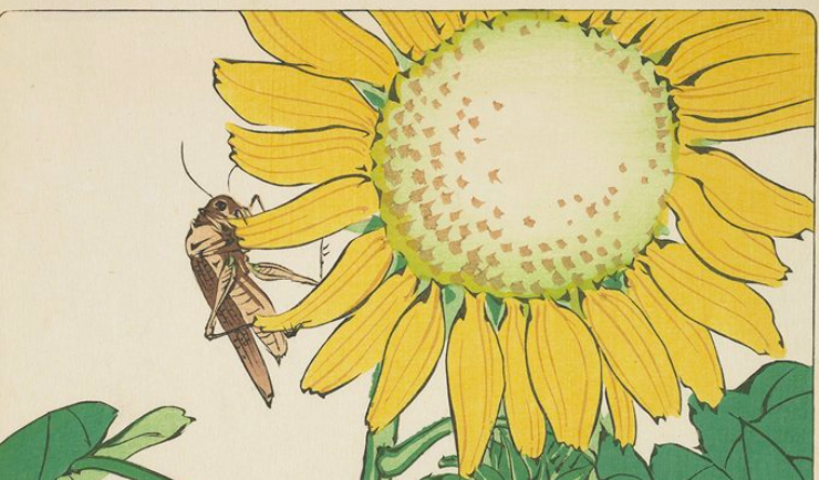 Grasshopper & Sunflower
