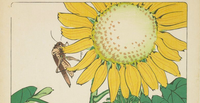 Grasshopper & Sunflower