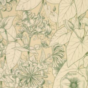 Leaves and Flowers from Nature Ornament no. 9. Honeysuckle and Convolvulus