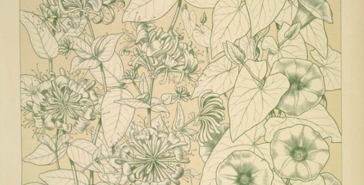 Leaves and Flowers from Nature Ornament no. 9. Honeysuckle and Convolvulus
