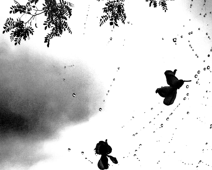 Rain Drops & Flowers Captured In The Spider's Web