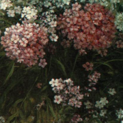 Phlox