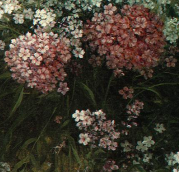 Phlox