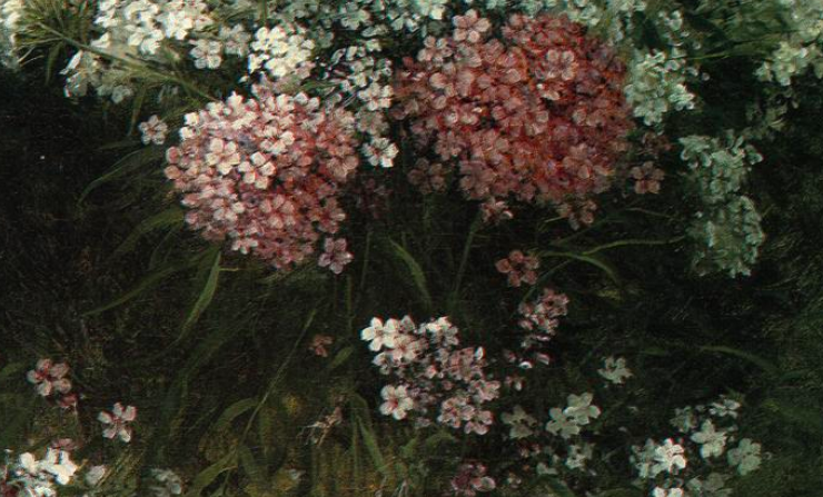 Phlox