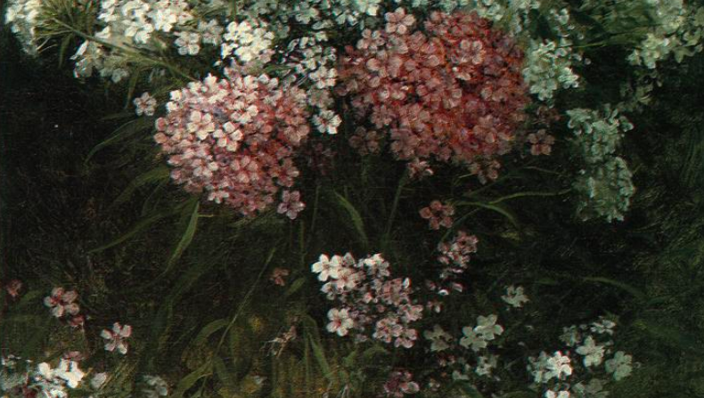 Phlox