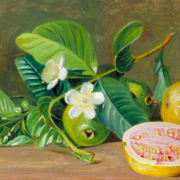 Foliage, Flowers, and Fruit of a Variety of Guava